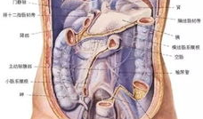 人体解剖视频,视频解析人体结构与功能